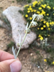 Artemisia scopulorum
