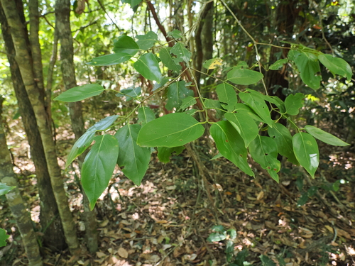 Image of Psydrax lamprophyllus by (c) Lucas Christofides, some rights reserved (CC BY)