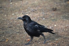Corvus corone