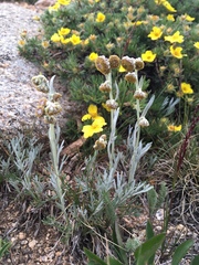 Artemisia scopulorum