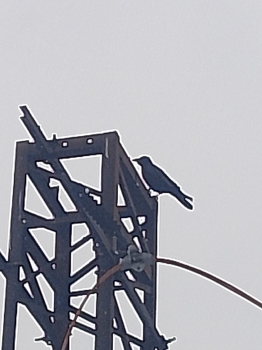 Carrion Crow