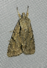 Acronicta psi