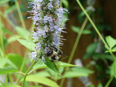Bombus impatiens