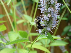 Bombus impatiens