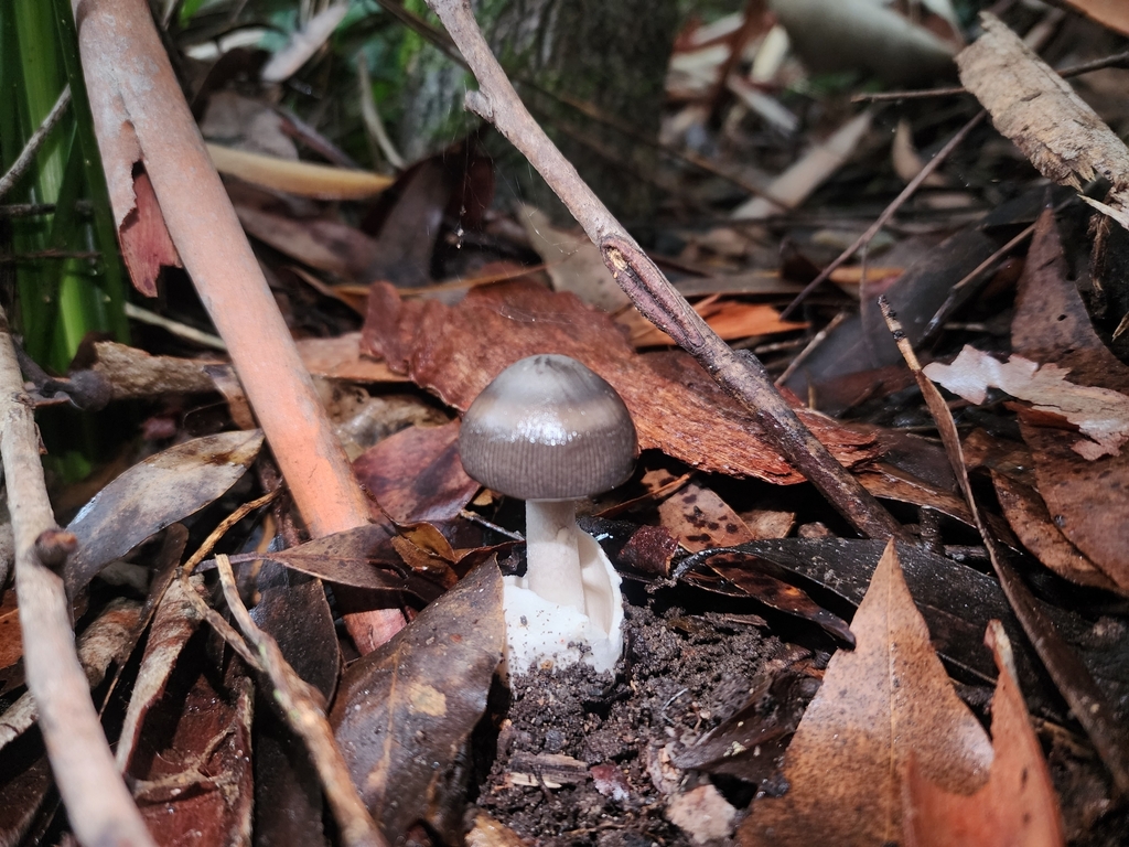 Amanita albovolvata