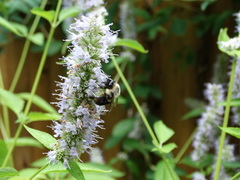 Bombus impatiens
