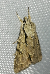 Acronicta psi