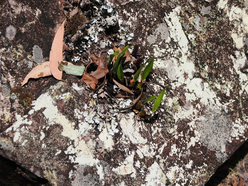 Image of Dendrobium monophyllum by (c) Lucas Christofides, some rights reserved (CC BY)