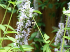 Bombus impatiens