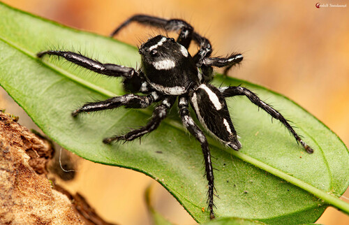 Hyllus argyrotoxus