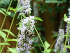 Bombus impatiens