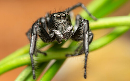 Hyllus argyrotoxus