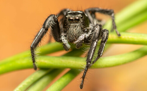 Hyllus argyrotoxus