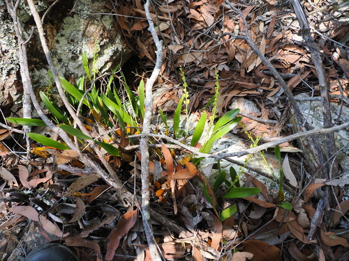 Image of Dendrobium monophyllum by (c) Lucas Christofides, some rights reserved (CC BY)