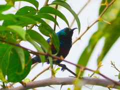 Cinnyris erythrocercus