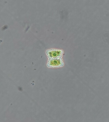 Cosmarium seelyanum