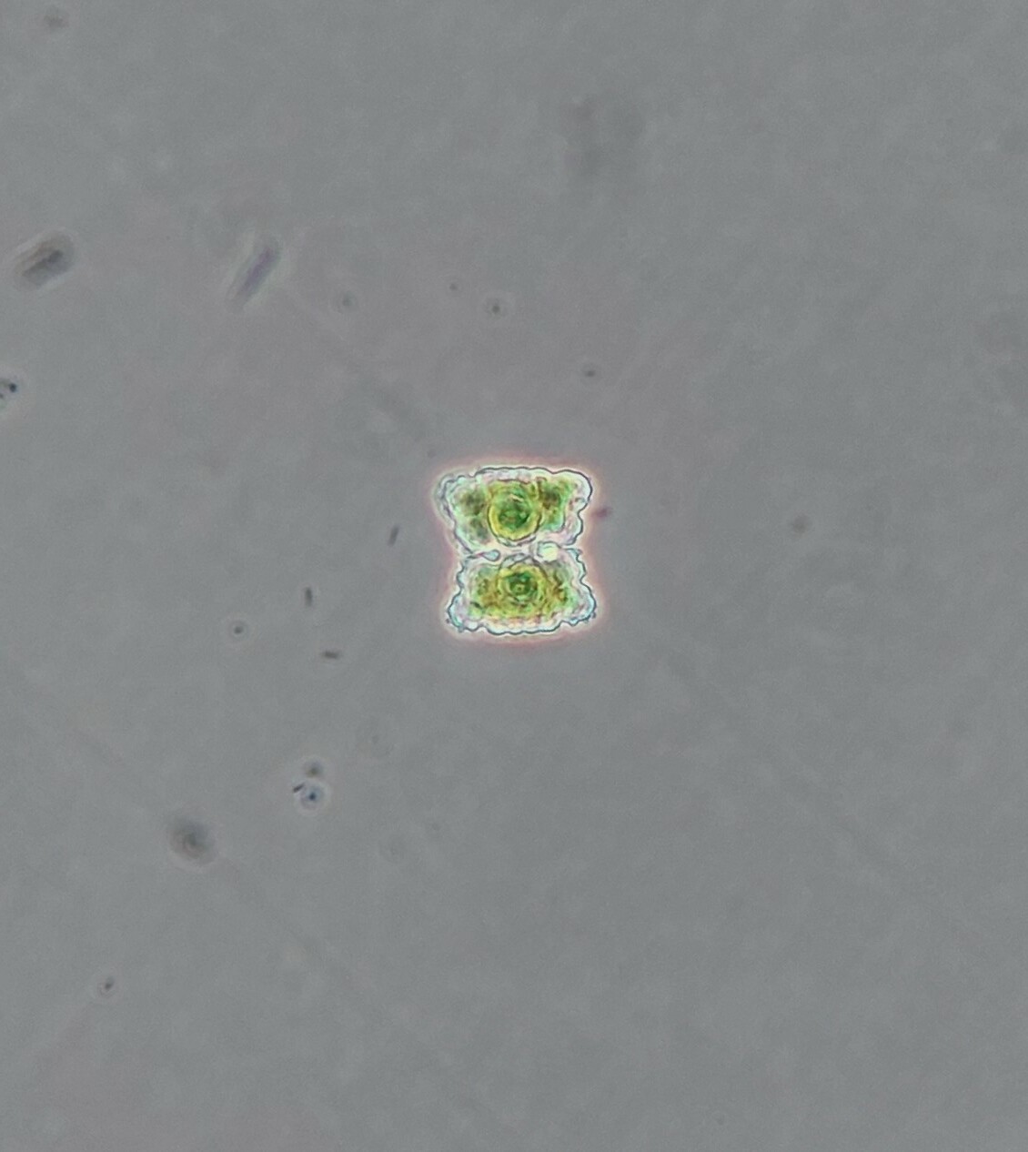 Cosmarium seelyanum