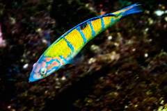 Ornate Wrasse photo 4