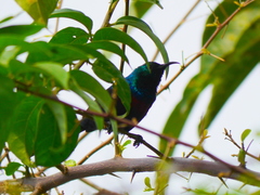 Cinnyris erythrocercus
