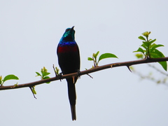 Cinnyris erythrocercus