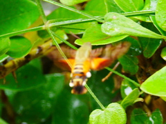 Macroglossum