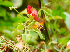 Macroglossum