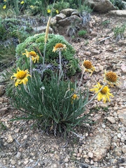 Hymenoxys brandegeei