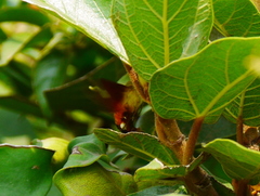 Macroglossum