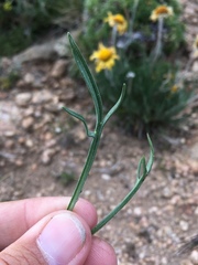 Hymenoxys brandegeei