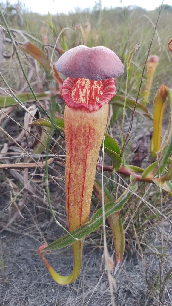 Nepenthes bokorensis Mey