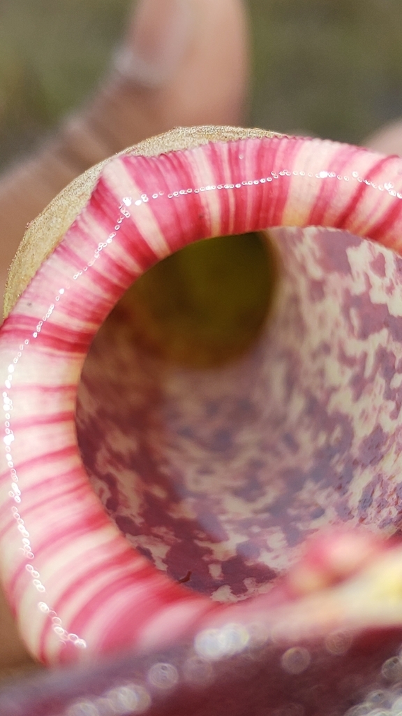 Nepenthes bokorensis Mey 2