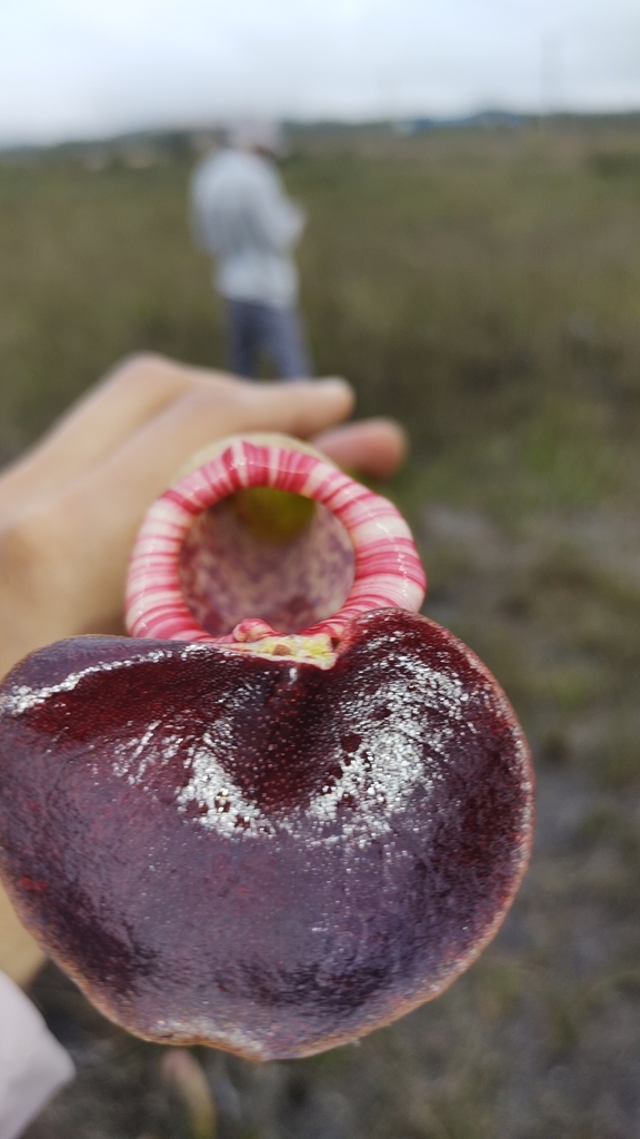 Nepenthes bokorensis Mey 3