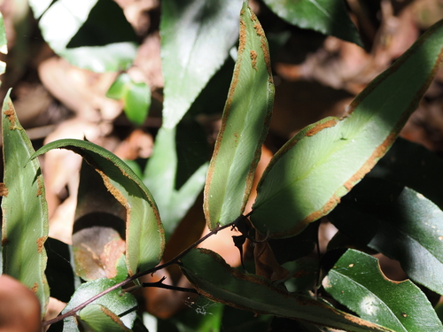 Image of Pellaea paradoxa by (c) Lucas Christofides, some rights reserved (CC BY)
