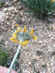Hymenoxys brandegeei