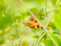 Macroglossum