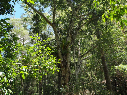 Asplenium australasicum