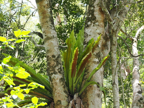 Asplenium australasicum
