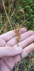 Juncus effusus effusus