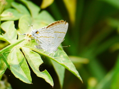 Hypolycaena philippus philippus