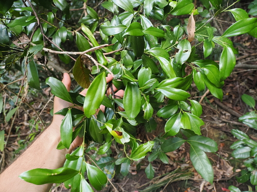 Image of Cryptocarya laevigata by (c) Lucas Christofides, some rights reserved (CC BY)