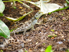 Acanthocercus atricollis