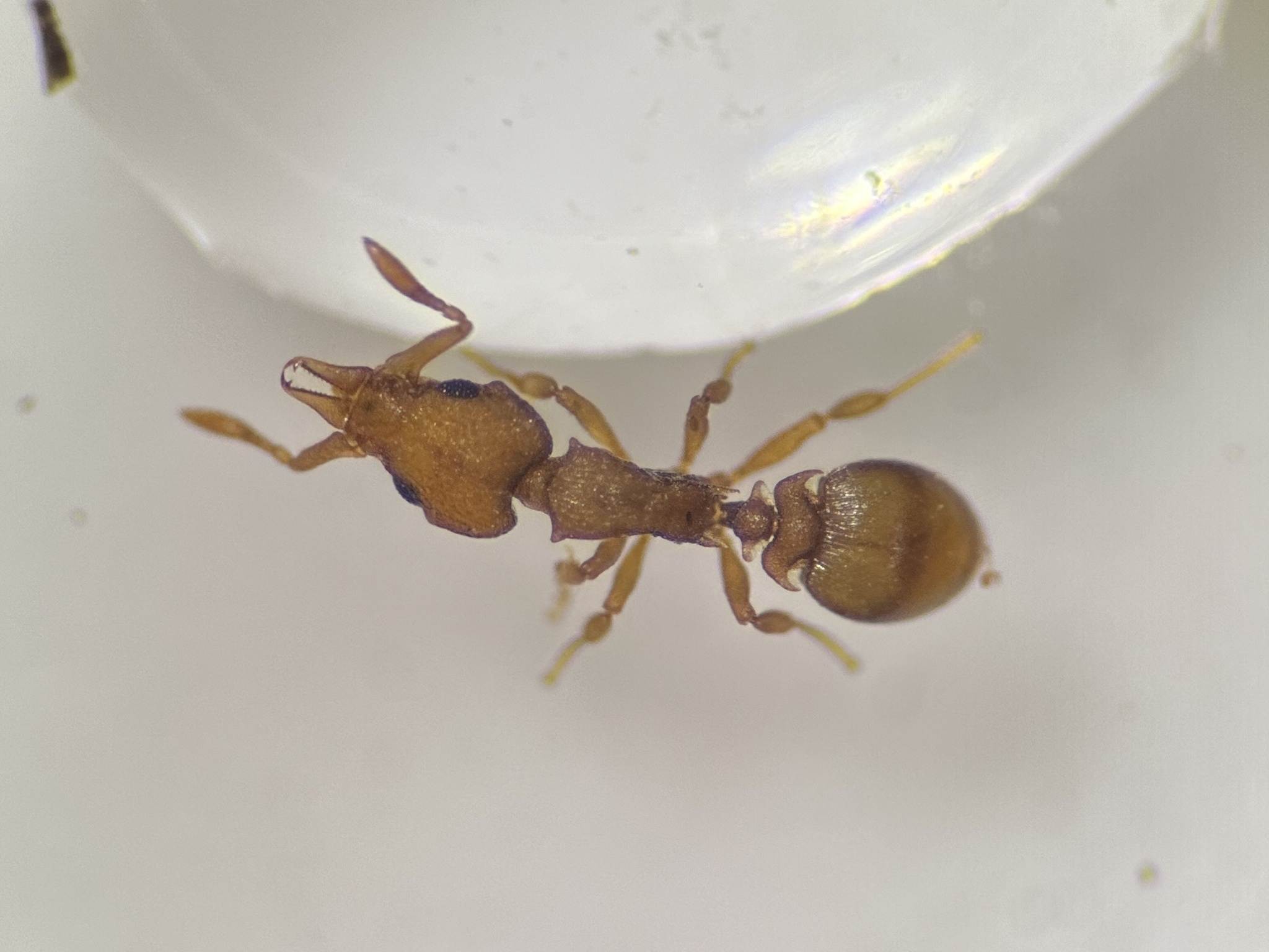 Colobostruma froggatti