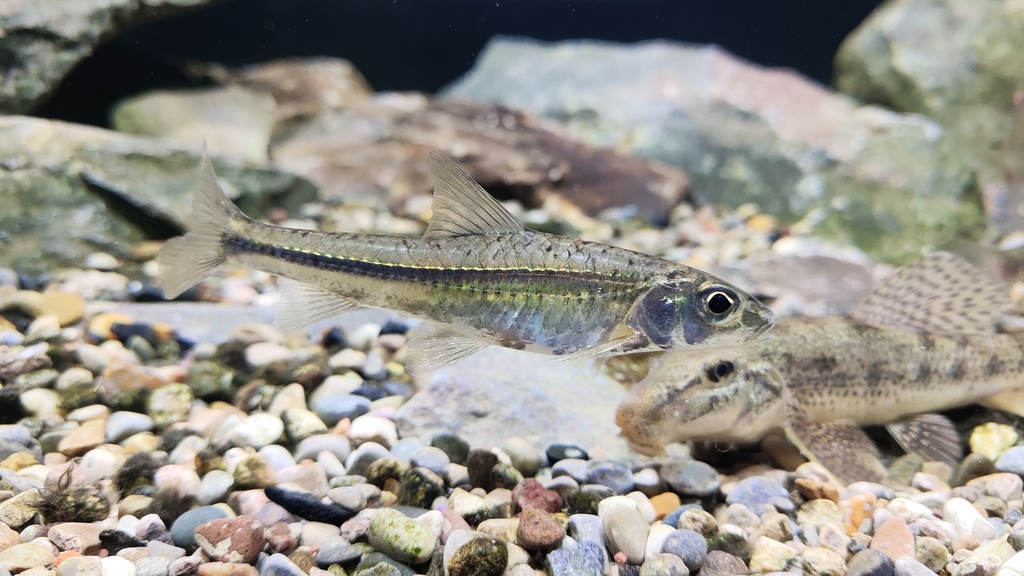 Khanka gudgeon (Squalidus chankaensis) — Cyprinidae