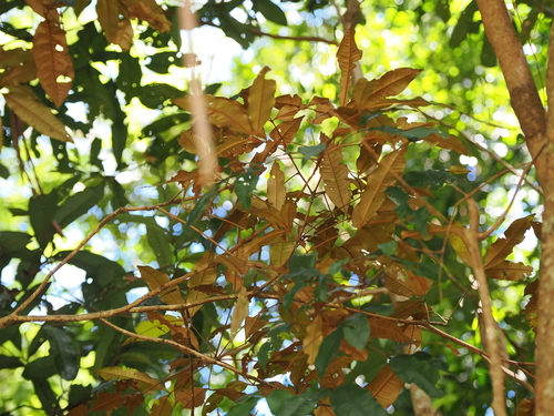 Image of Argyrodendron trifoliolatum by (c) Lucas Christofides, some rights reserved (CC BY)