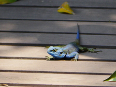 Acanthocercus atricollis