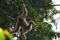 Hylobates lar