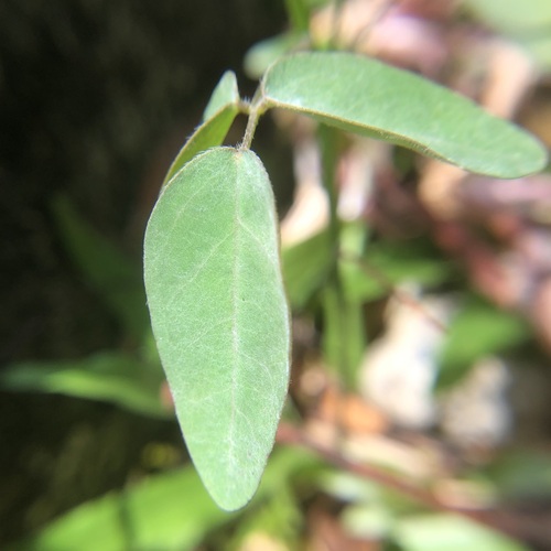 Image of Oxalis barrelieri by (c) jonsense, some rights reserved (CC BY)