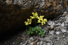 Draba asterophora asterophora