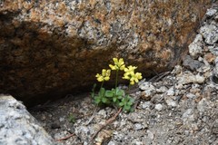 Draba asterophora asterophora