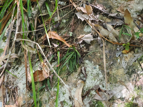 Image of Sarcochilus ceciliae by (c) Lucas Christofides, some rights reserved (CC BY)